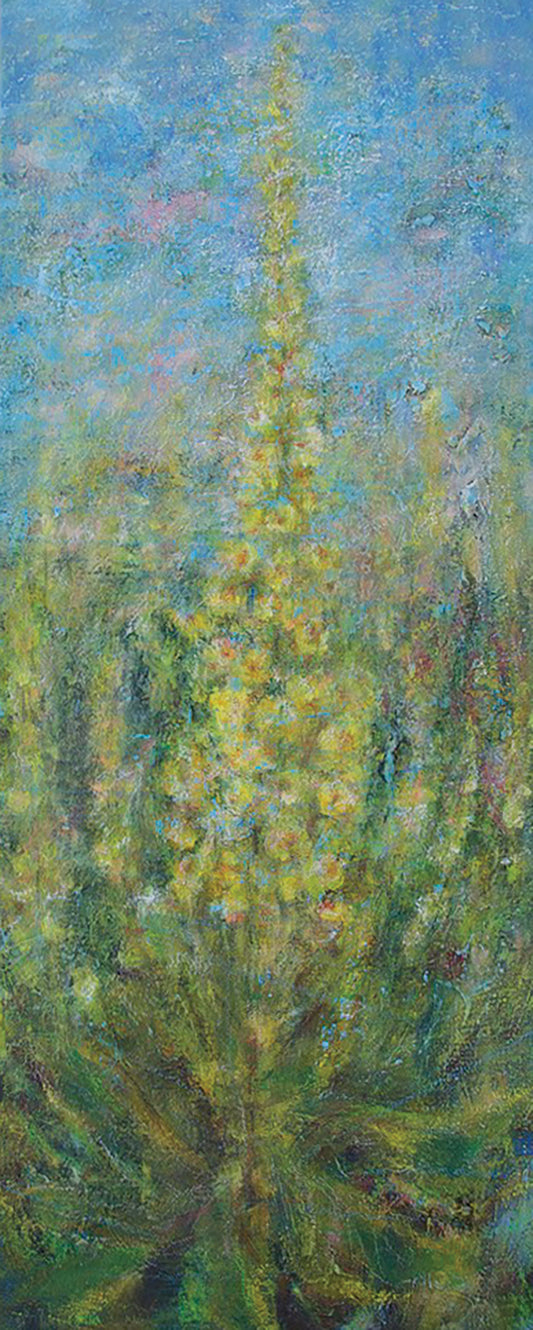 Verbascum thapsus / Üheksavägine